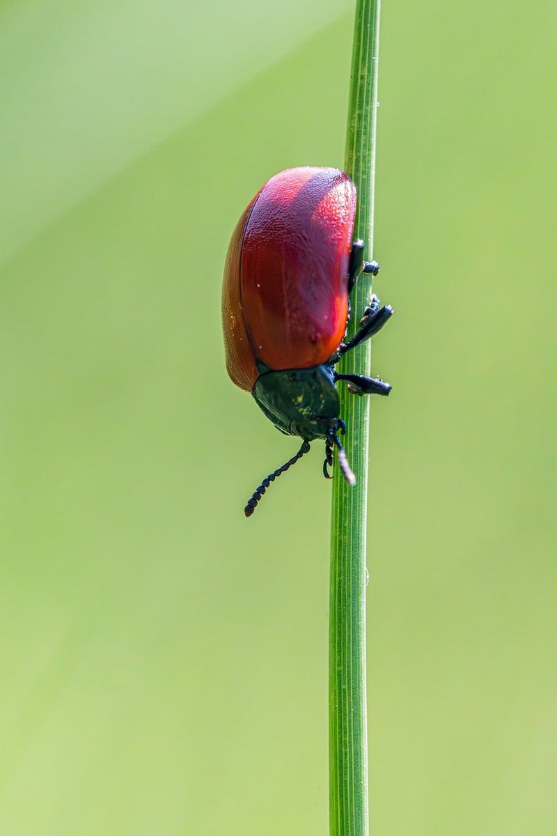 Pest Management